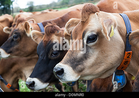 Troupeau de vaches Jersey avec col et nombre, Jersey, Channel Islands, Royaume-Uni Banque D'Images