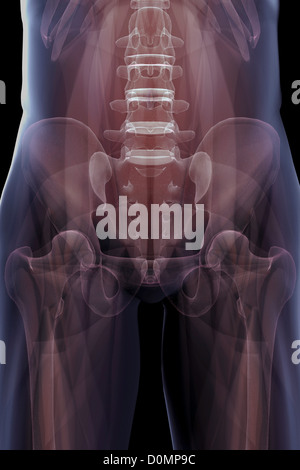 X-ray montrant le squelette de l'homme du bassin. Banque D'Images