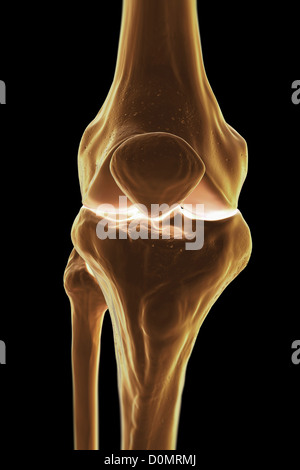 Le modèle montrant les droits de l'articulation du genou et sa connexion d'os. Banque D'Images