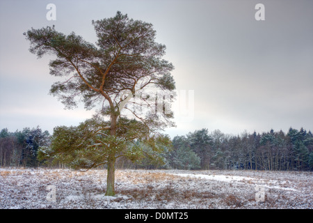 Le pin sylvestre (Pinus sylvestris) dans un champ, tôt le matin d'hiver glacial. Banque D'Images