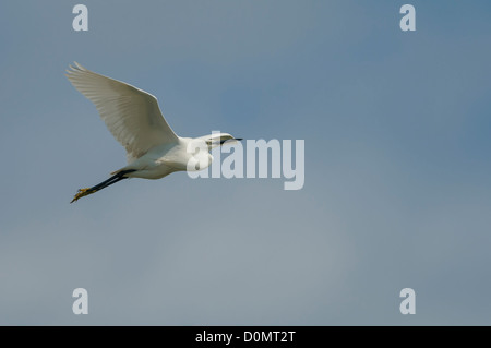 Seidenreiher, Egretta garzetta, aigrette garzette Banque D'Images