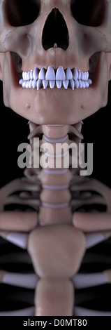 Modèle anatomique montrant l'articulation sterno-claviculaire. Banque D'Images