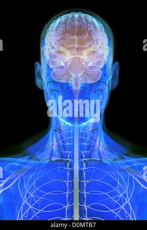 Modèle anatomique montrant le cerveau humain. Banque D'Images