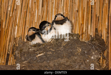 Trois jeunes l'hirondelle rustique (Hirundo rustica) dans leur nid sous un toit de roseau Banque D'Images