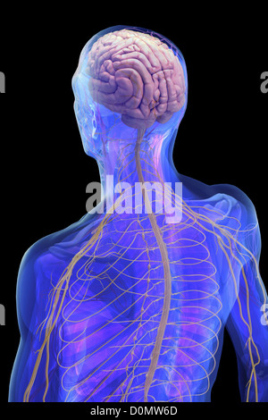 Modèle anatomique montrant le cerveau humain et le système nerveux. Banque D'Images