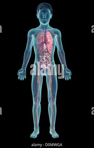 Illustration numérique d'un pré-adolescent enfant montrant la structure des organes internes. Banque D'Images
