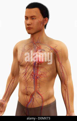 Modèle anatomique montrant le système cardiovasculaire, y compris le cœur et les vaisseaux sanguins environnants. Banque D'Images