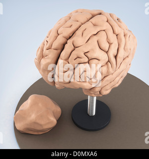 Modèle en argile montrant la structure anatomique d'un cerveau. Banque D'Images