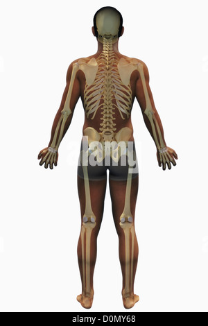 Une vue arrière d'une figure masculine de l'origine ethnique de l'Afrique montrant l'anatomie du squelette. Banque D'Images