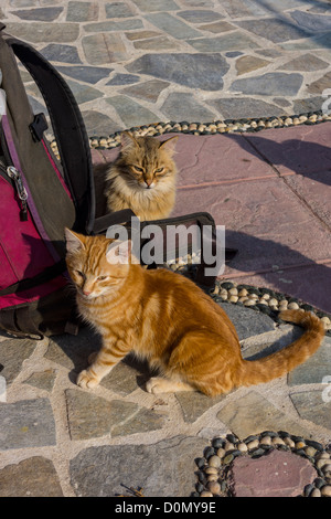 Deux chats gingembre sauvage sur Harbour Harbour dans soleil du soir Banque D'Images