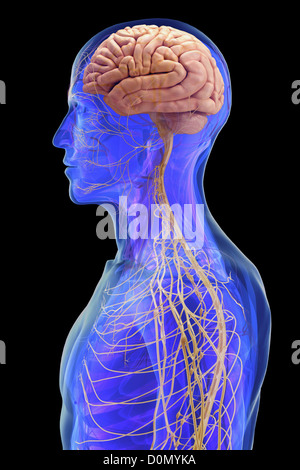 Modèle anatomique montrant les connexions entre cerveau humain et le reste du système nerveux. Banque D'Images