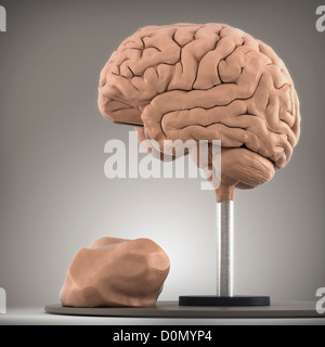 Modèle en argile montrant la structure anatomique d'un cerveau. Banque D'Images