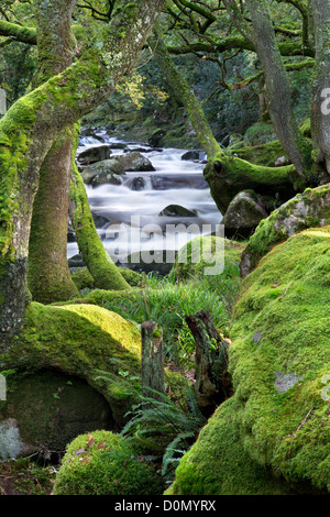 Des roches couvertes de mousses et d'arbres le long de la rivière Plym en Dewerstone dans le Devon en bois Banque D'Images