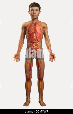 Illustration numérique d'un pré-adolescent enfant montrant la structure des organes internes. Banque D'Images