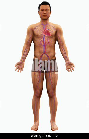 Modèle anatomique montrant le système cardiovasculaire. Banque D'Images