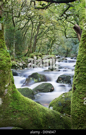 Des roches couvertes de mousse et d'arbres et une vue sur le fleuve Plym en Dewerstone Woods dans le Devon Banque D'Images