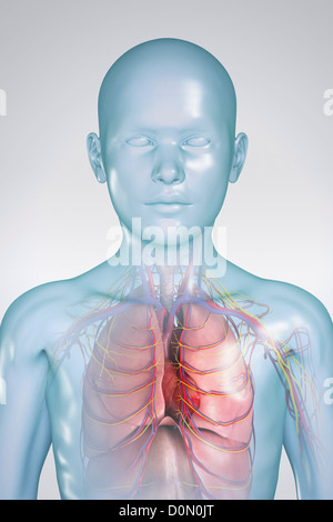 Illustration numérique d'un pré-adolescent enfant montrant la structure des organes internes. Banque D'Images