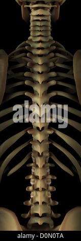 Modèle anatomique montrant les os qui forment la colonne vertébrale. Banque D'Images