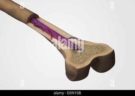Coupe transversale d'un fémur montrant la structure anatomique dont l'os spongieux et la moelle. Banque D'Images