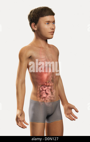 Illustration numérique d'un pré-adolescent enfant avec les organes du système digestif visible dans l'abdomen. Banque D'Images