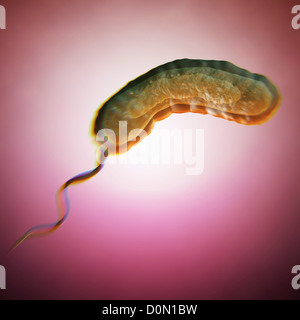 Schéma d'une bactérie Vibrio cholerae causant le choléra. Banque D'Images