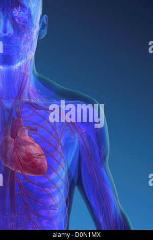 Modèle anatomique montrant le cœur et les vaisseaux sanguins dans la poitrine de l'homme. Banque D'Images