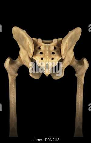 Vue arrière de la pelvis mâle, le sacrum et les articulations de la hanche. Banque D'Images