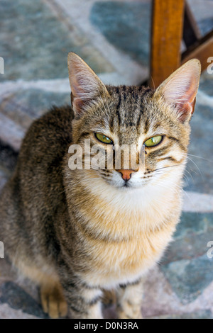 Les chats sauvages, sur le port, Grèce Banque D'Images