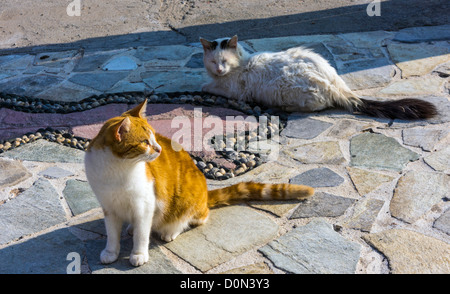 Les chats sauvages, sur le port, Grèce Banque D'Images