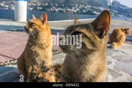 Les chats sauvages, sur le port, Grèce Banque D'Images