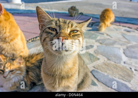 Les chats sauvages, sur le port, Grèce Banque D'Images