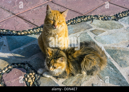 Les chats sauvages de gingembre, profitant du soleil sur le port, Grèce Banque D'Images