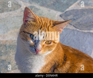 Les chats sauvages, sur le port, Grèce Banque D'Images