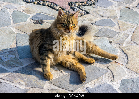 Feral cat, sur le port, Grèce Banque D'Images