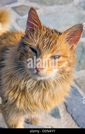 Feral cat, sur le port, Grèce Banque D'Images