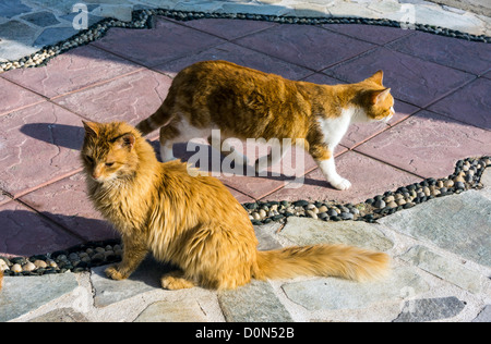 Deux chats gingembre sauvage, sur le port, Grèce Banque D'Images