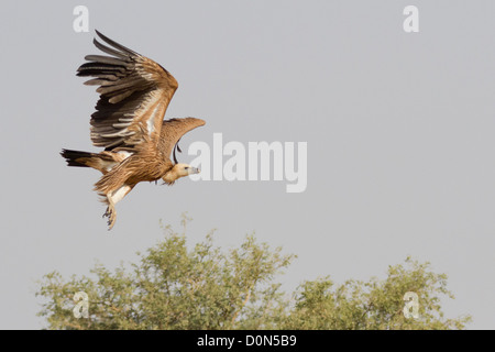 Vautour fauve (Gyps fulvus) près de Bikaner, Rajasthan, Inde. Banque D'Images