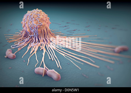 Un gros plan sur les cellules macrophages les bactéries. Les macrophages sont les phagocytes leur fonction participe à la fois à l'immunité innée ainsi que Banque D'Images