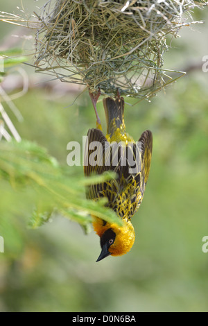 Speke's Weaver Ploceus spekei (mâle) affichage pendaison sous son nid Soysambu sanctuary - Kenya Banque D'Images