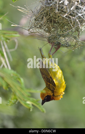 Speke's Weaver Ploceus spekei (mâle) affichage pendaison sous son nid Soysambu sanctuary - Kenya Banque D'Images