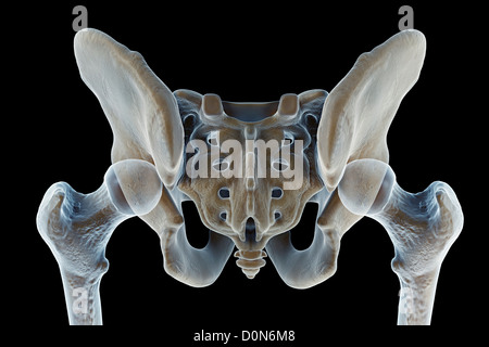 Vue arrière de la pelvis mâle, le sacrum et les articulations de la hanche. Banque D'Images