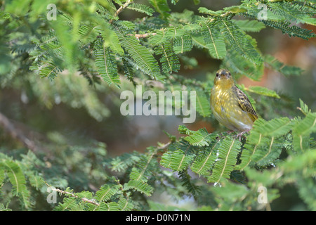 Speke's Weaver Ploceus spekei (femelle) perché sur une branche Soysambu sanctuary - Kenya Banque D'Images