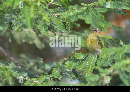 Speke's Weaver Ploceus spekei (femelle) perché sur une branche Soysambu sanctuary - Kenya Banque D'Images