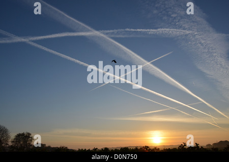 Au lever du soleil d'oiseaux avec des traînées de vapeur d'aéronefs. Banque D'Images