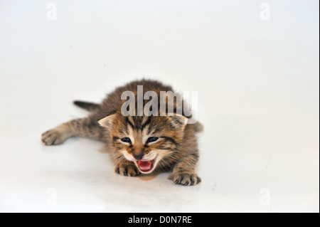 Chat domestique (Felis domesticus) Tabby kitten 7 jours Banque D'Images