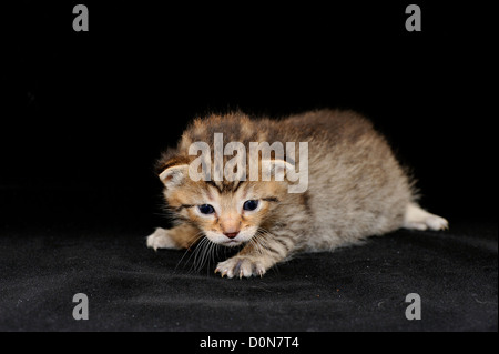 Chat domestique (Felis domesticus) Tabby kitten 18 jours Banque D'Images