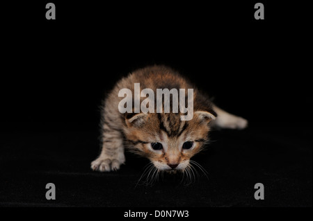 Chat domestique (Felis domesticus) Tabby kitten 18 jours Banque D'Images