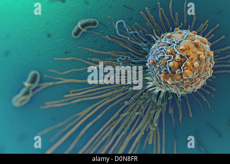 Un gros plan sur les cellules macrophages les bactéries. Les macrophages sont les phagocytes leur fonction participe à la fois à l'immunité innée ainsi que Banque D'Images