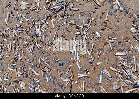 Poissons rasoir coquillages sur la plage Brancaster Norfolk Banque D'Images