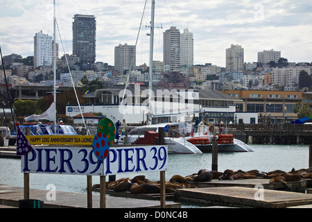 Pier 39 San Francisco en Californie. Les lions de mer sur un quai Banque D'Images